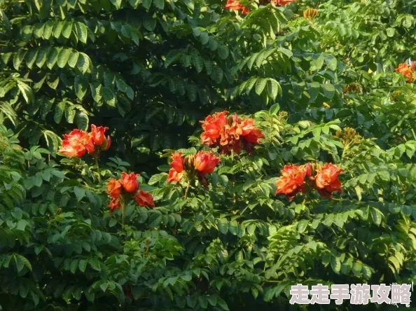 探索黄色片视频免费的多样性