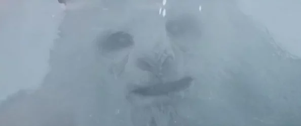 特攻先锋