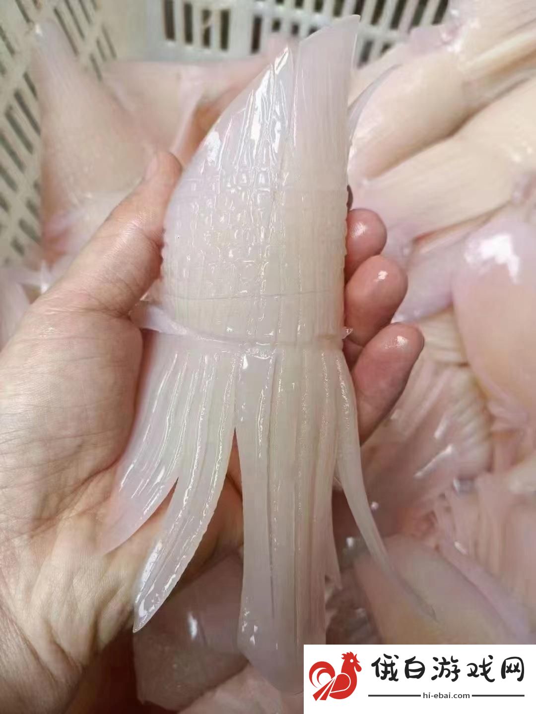 科技潮玩鱿鱼b21777