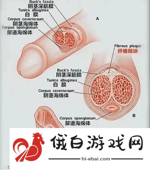 勃起无删减版揭秘更新了