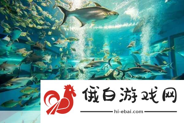 探索神奇海洋水族馆