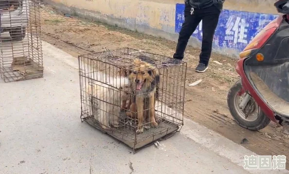 s怎么骂小狗m黄的句子