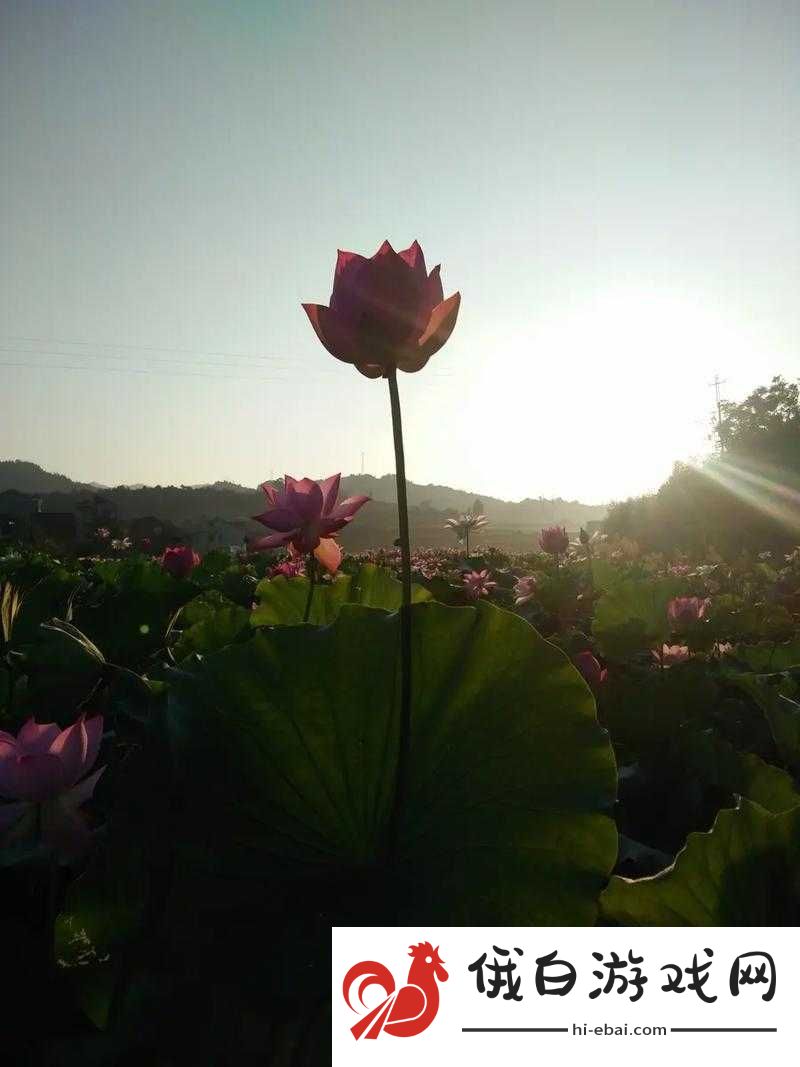 女性半夜莲花开放与健康新视角