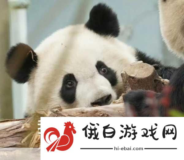 吃瓜不打烊–吃瓜