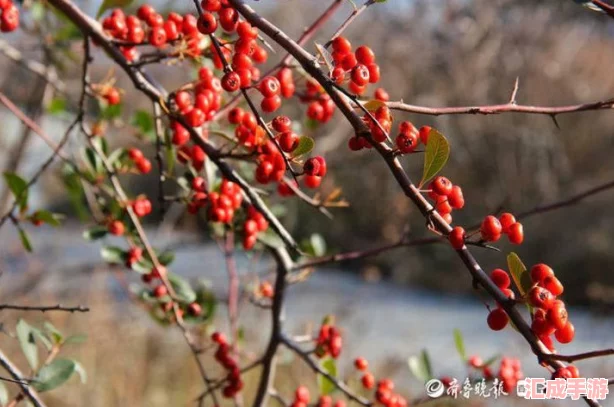 【详尽图解】宠物小精灵红宝石攻略大全