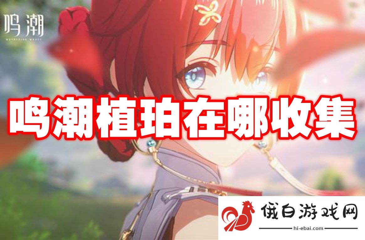 鸣潮植珀在哪收集