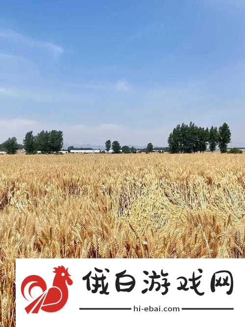 麦子的故事