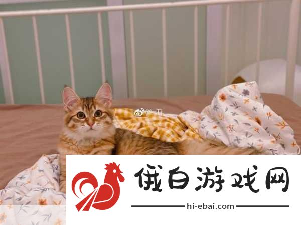 晚安森林猫酱的穿搭怎么更换，猫酱的穿搭更换方法全攻略