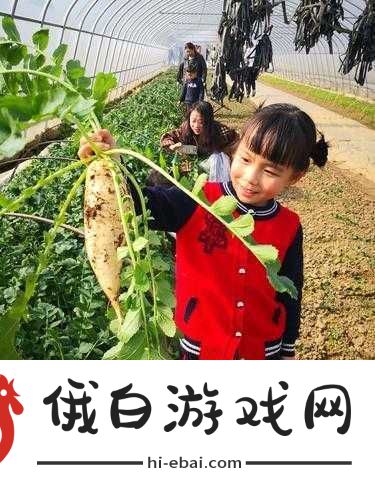 在野外撑伞用独特方式拔萝卜是否可行呢