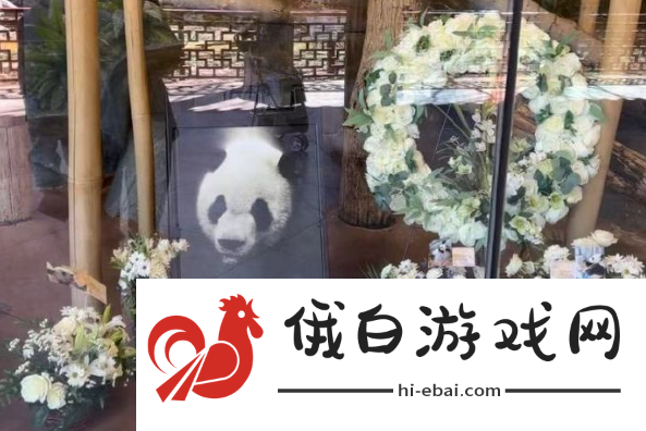 丫丫什么时候才能回来