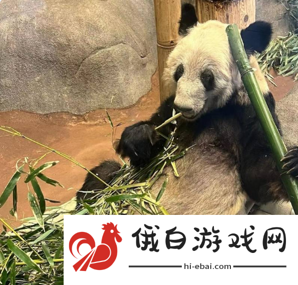 丫丫什么时候才能回来