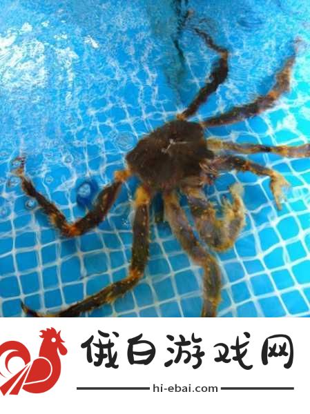 黑色沙漠背石蟹位置一览