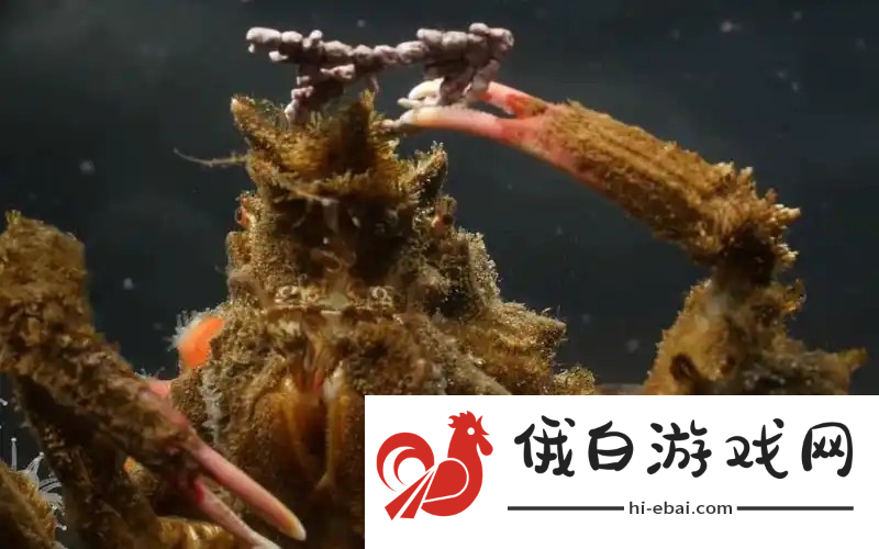 神奇海洋2月12日答案最新2025