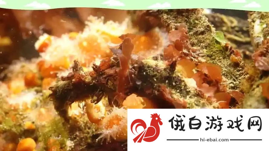 神奇海洋2月12日答案最新2025