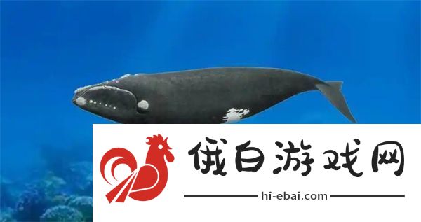 神奇海洋1月13日答案2025